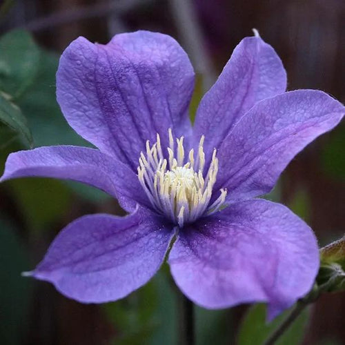 Diana's Delight Clematis Flower
