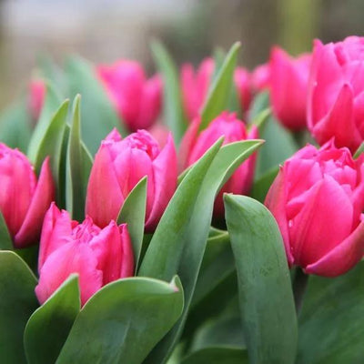 Pink Dior tulip flowers blooming in spring with bright magenta petals and green foliage