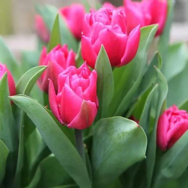 Pink Dior tulip bulbs in bloom showing vibrant magenta flowers with green foliage