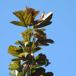 Close up of Director Moerland crab apple leaves