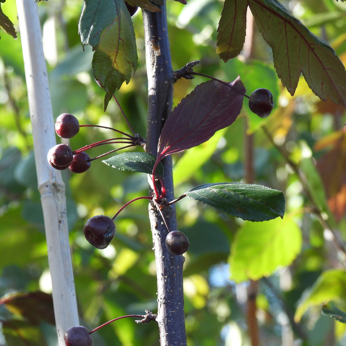 Close up of Director Moerland crabapples