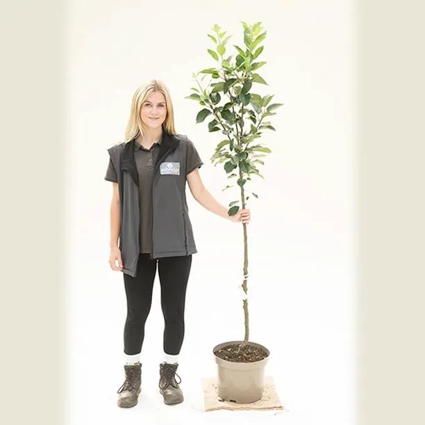 Discovery Apple Tree Half Standard - 10 Litre Pot