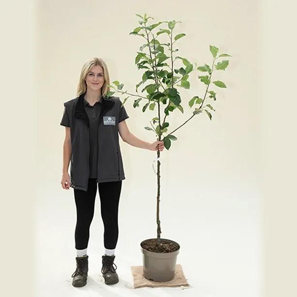 Discovery Apple Tree - Bush - 10 litre Pot