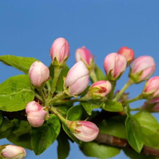 Discovery Apple blossom on the tree