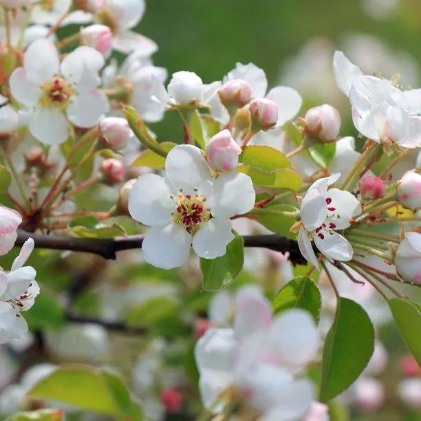 Discovery Apple blossom on the tree