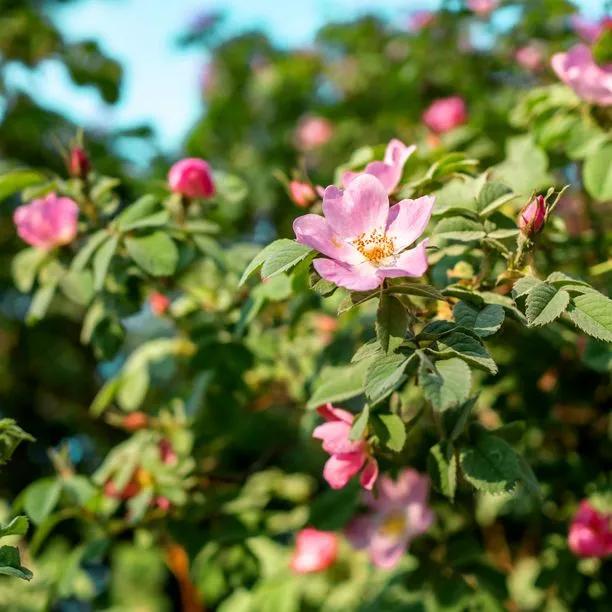 Dog Rose Flowers