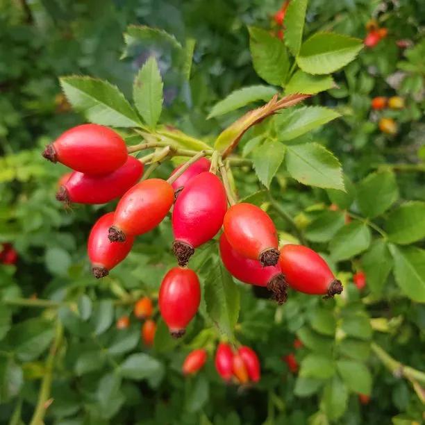 Dog Rose Hips