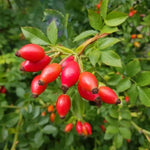 Dog Rose Hips