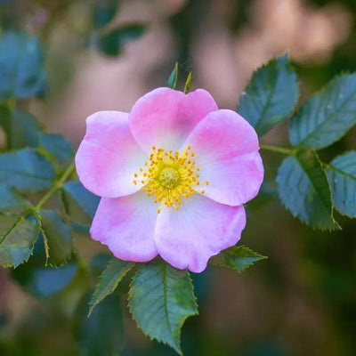 Dog Rose (Rosa canina) pale pink flowers on native briar hedge
