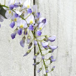 Domino Wisteria Flowers