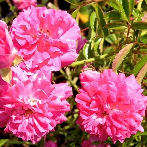 Dorothy Perkins Rambling Rose Flowers