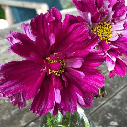 Double Click Cranberries Cosmos Flowers
