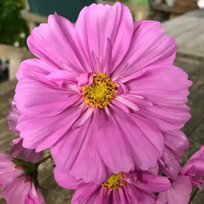 Double Click Rose Bon Bon Cosmos Flowers