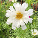 Double Click Snow Puff Cosmos Flowers