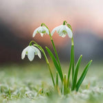 Double Snowdrop Flowers
