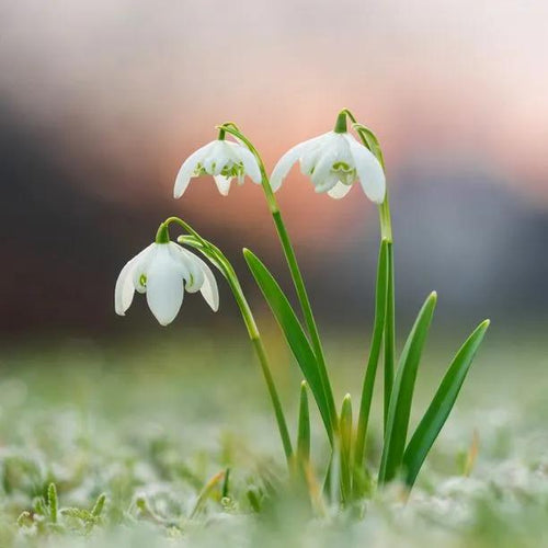 Double Snowdrop Flowers