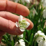 Close-up of Double Snowdrop Flower