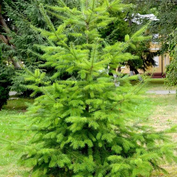 Young Douglas Fir Tree
