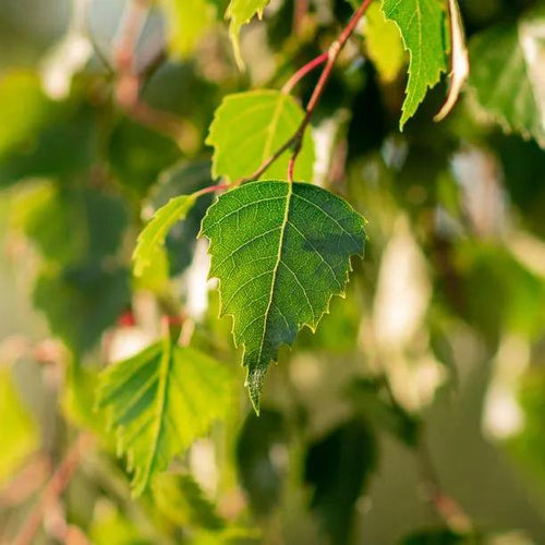 Downy Birch Spring Leaves