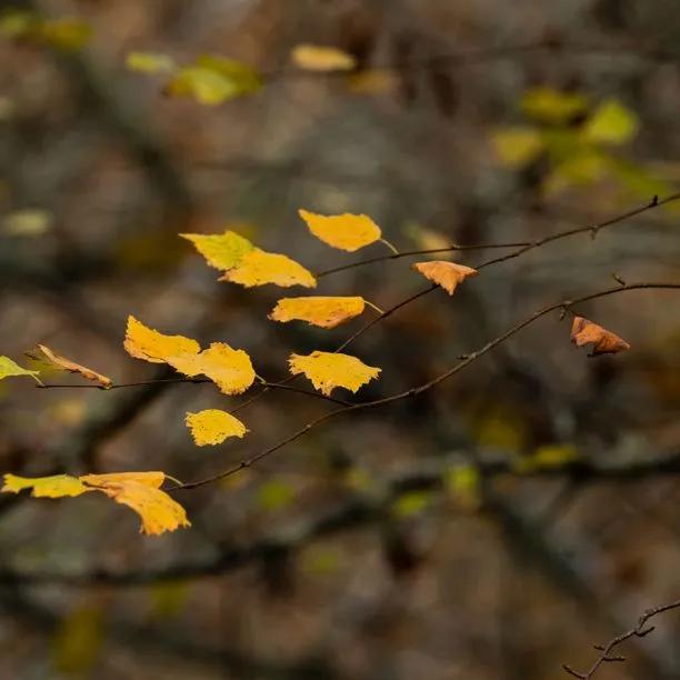 Downy Birch autumn leaves