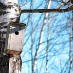 Downy Birch tree sporting a bird nest box