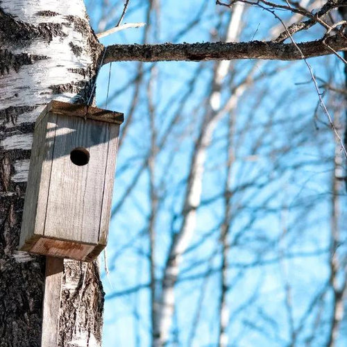 Downy Birch tree sporting a bird nest box