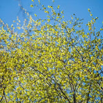 Downy Birch leaves in Spring