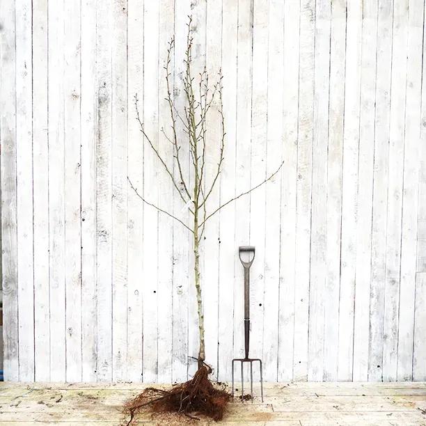 Bareroot Comice Half Standard Pear Tree