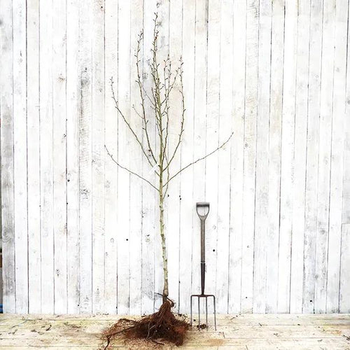 Bareroot Comice Half Standard Pear Tree