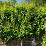 Mature Comice Pear Tree