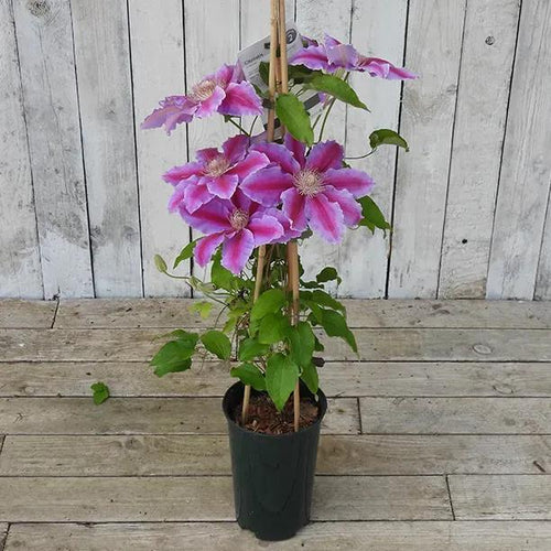 Dr Ruppel Clematis Plant in Flower