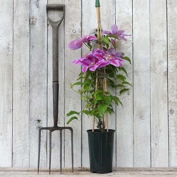 Dr Ruppel Clematis Plant in 3 Litre Pot