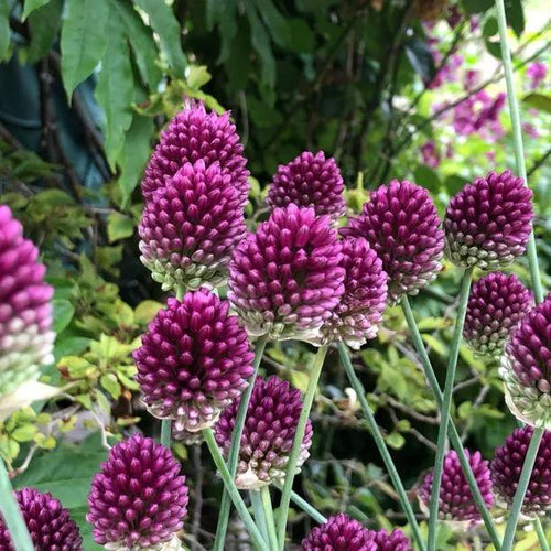 Allium sphaerocephalon Flowers