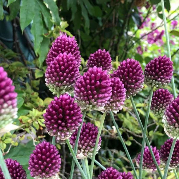 Allium sphaerocephalon Flowers