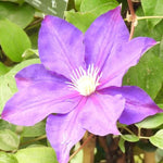 Duchess of Cornwall Clematis Flowers
