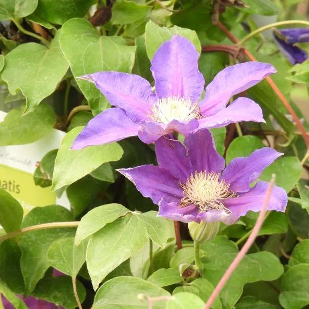 Duchess of Cornwall Clematis Flowers