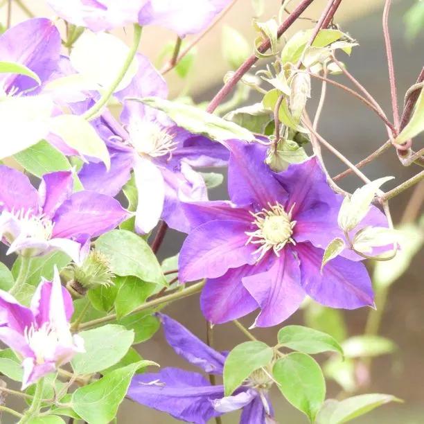 Duchess of Cornwall Clematis Flowers