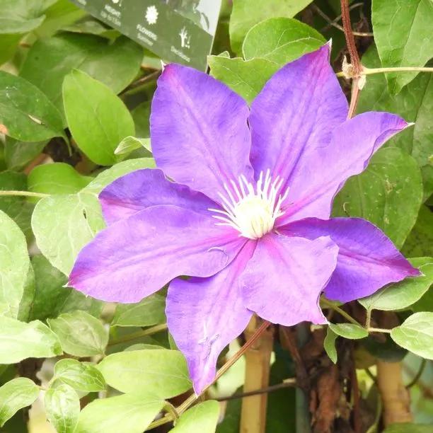 Duchess of Cornwall Clematis Flowers