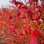 Duke Blueberry autumn leaves