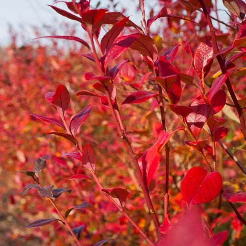 Duke Blueberry autumn leaves
