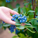 Duke Blueberry Fruit