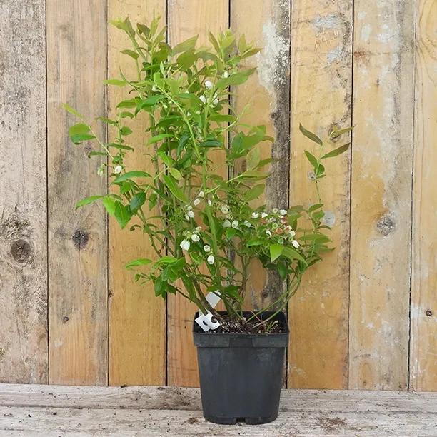 Duke Blueberry Plant in 2 Litre Pot