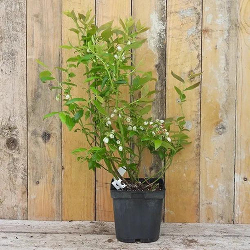 Duke Blueberry Plant in 2 Litre Pot