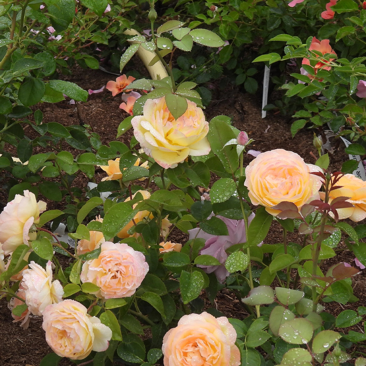 A close-up garden scene showing peach and cream roses with green leaves and water droplets, growing in soil among other plants.