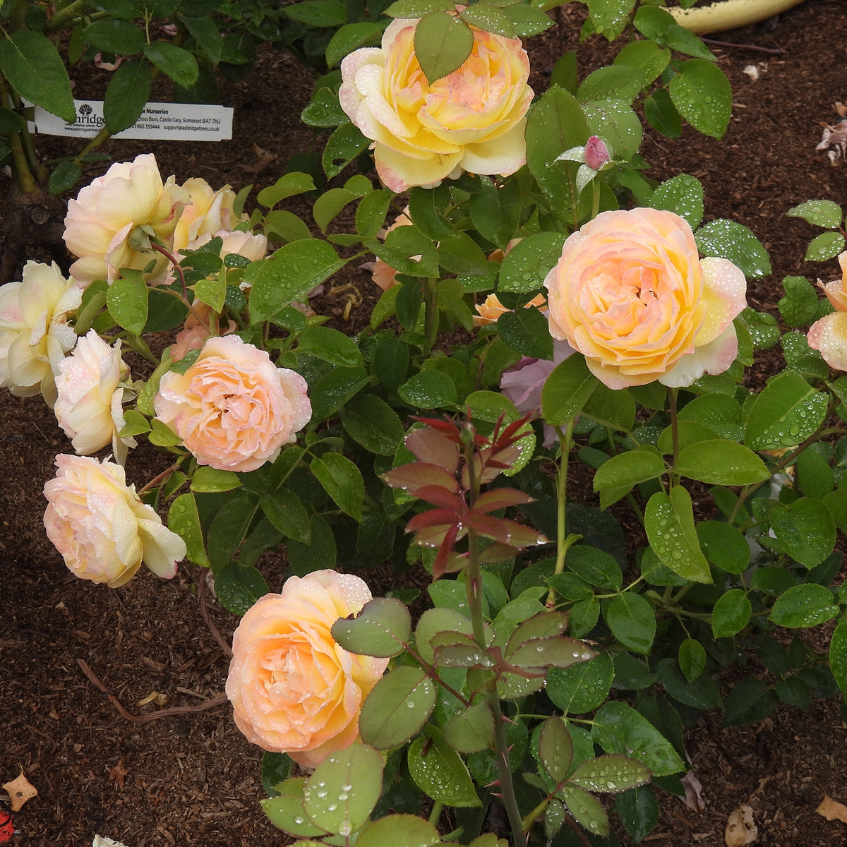 Pale peach and cream roses with green leaves growing in dark soil, photographed outdoors in a garden or nursery setting.