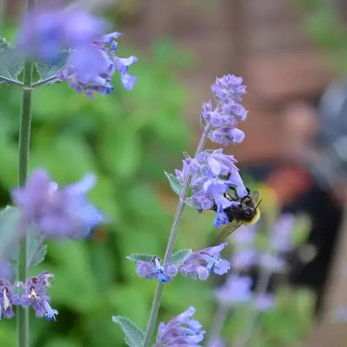 Dwarf Catmint Flowers