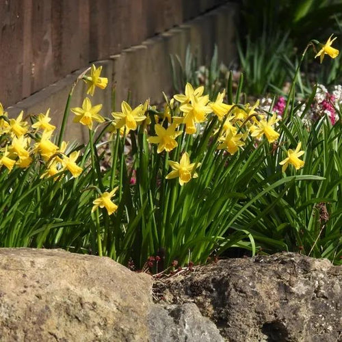Dwarf Daffodil Collection Flowers
