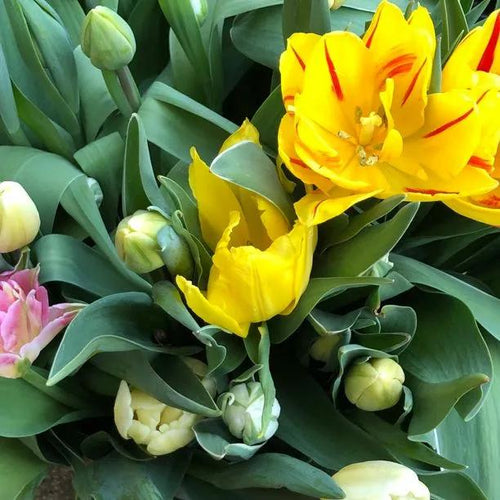 Mixture of Early Double Tulip Flowers