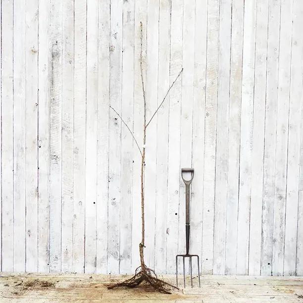 Bareroot Early Rivers Cherry Maiden Tree