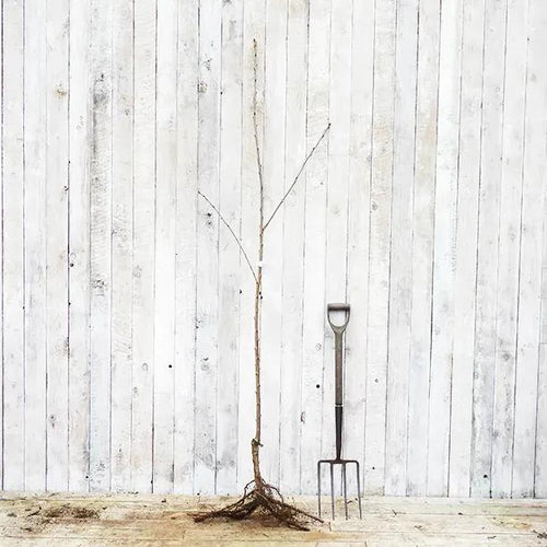 Bareroot Early Rivers Cherry Maiden Tree